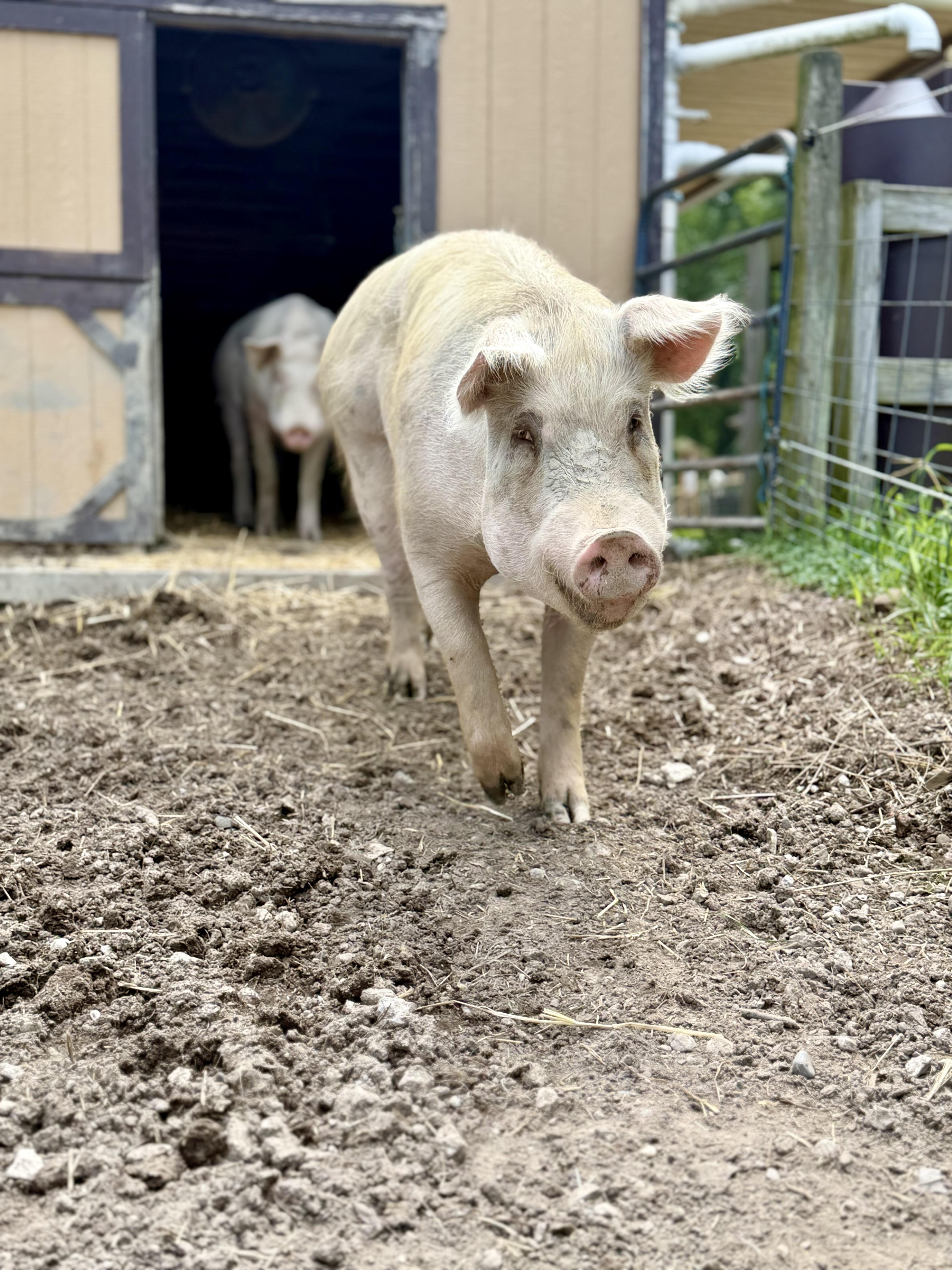 Floyd, a Adoptable Pig in Ravenna, OH image 2/4