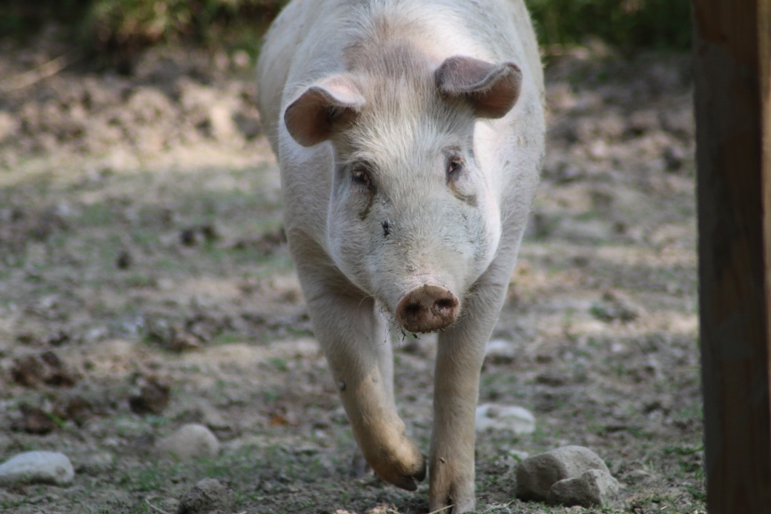 Floyd, a Adoptable Pig in Ravenna, OH image 1/6
