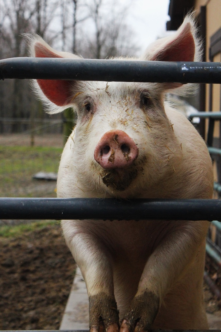 Floyd, a Adoptable Pig in Ravenna, OH image 3/6