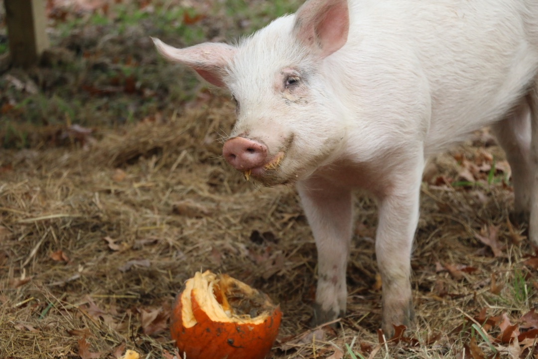 Floyd, a Adoptable Pig in Ravenna, OH image 4/6
