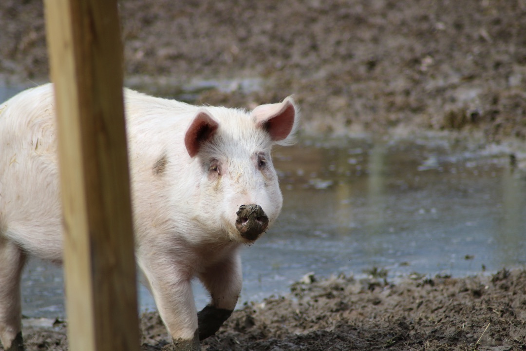 Floyd, a Adoptable Pig in Ravenna, OH image 5/6