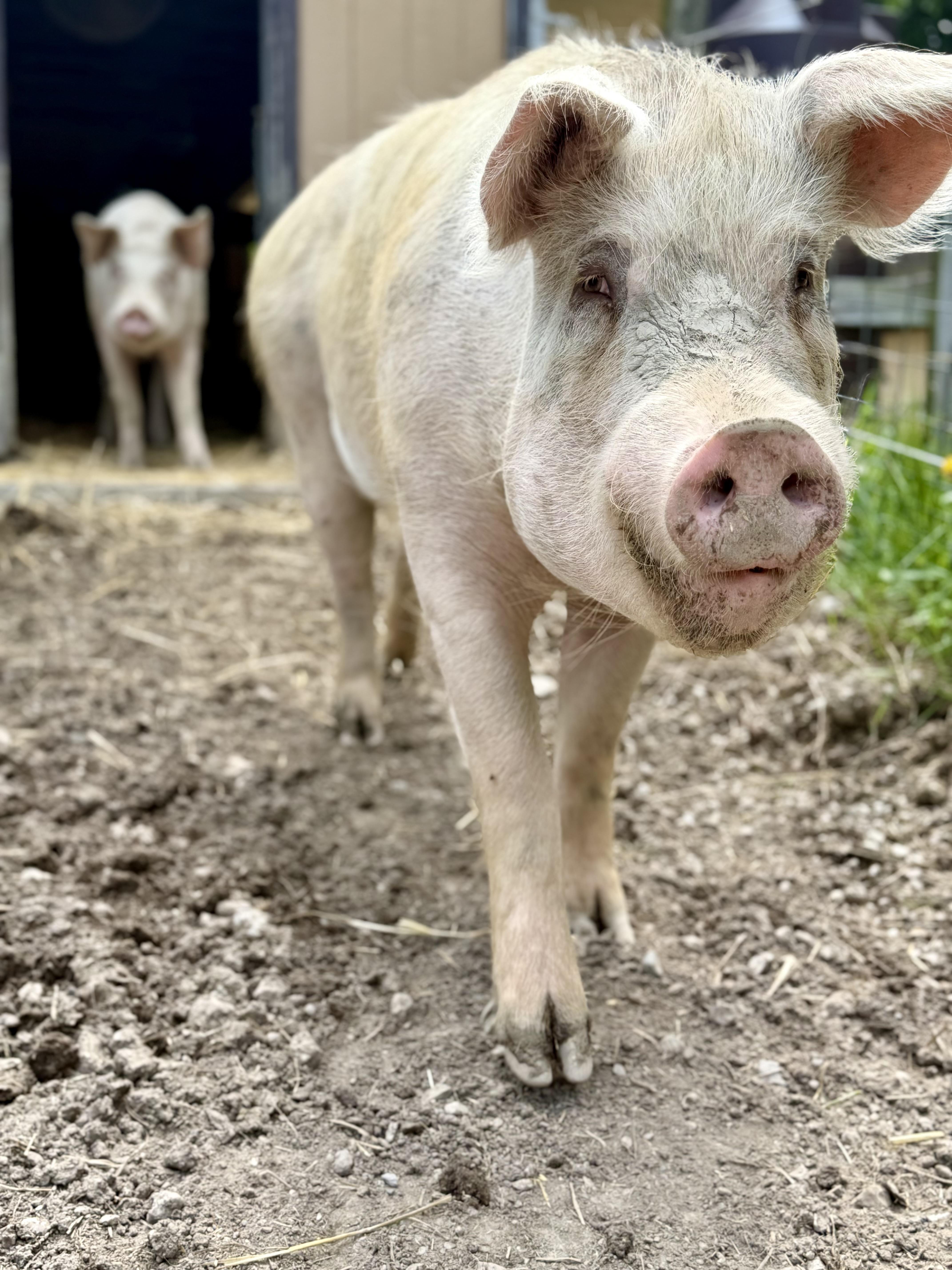 Floyd, a Adoptable Pig in Ravenna, OH image 1/4