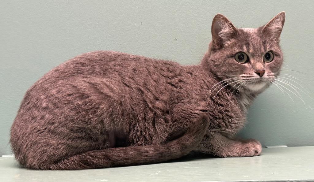 Enlarge Louise, an adoptable Domestic Short Hair in Amery, WI image 2/3