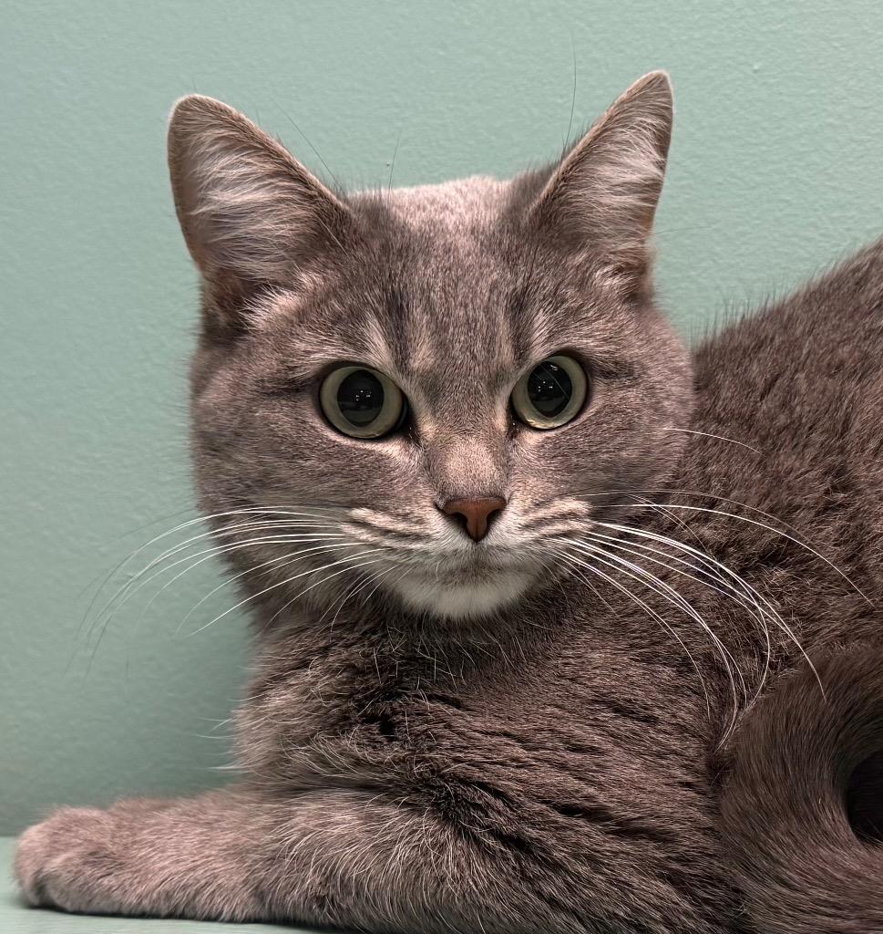 Enlarge Louise, an adoptable Domestic Short Hair in Amery, WI image 1/3