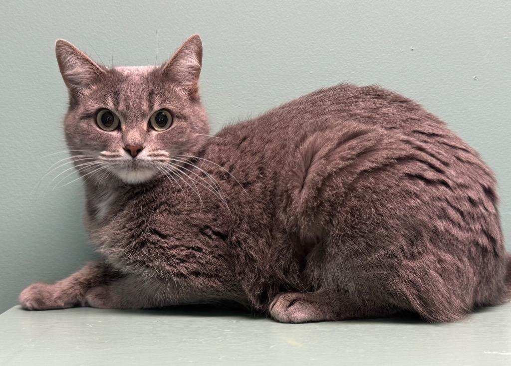 Enlarge Louise, an adoptable Domestic Short Hair in Amery, WI image 3/3