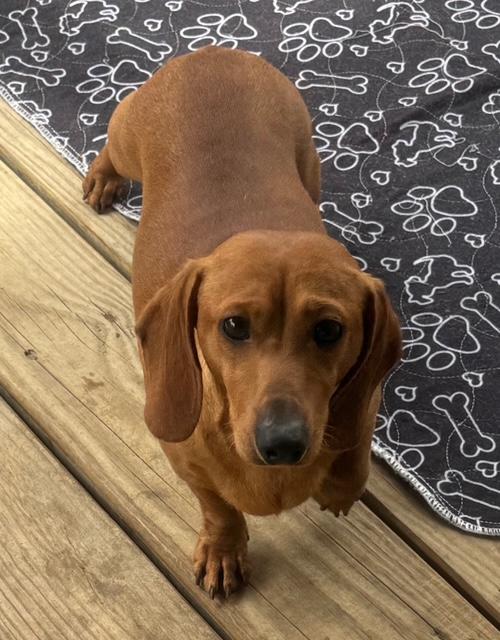 Trai-ADOPTED!!!, Adopted, Young Male Dachshund.