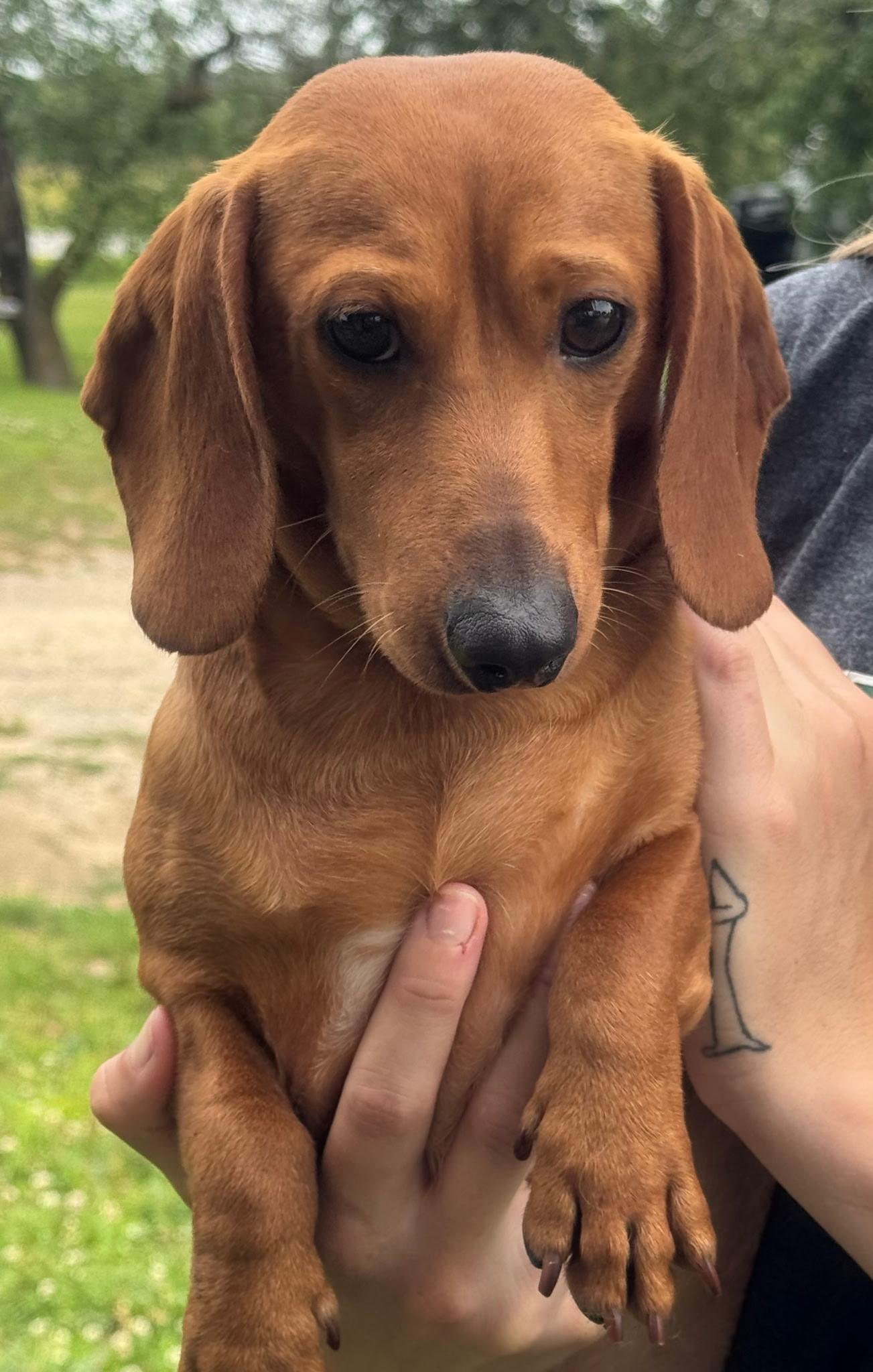 Enlarge Trai-ADOPTED!!!, a Adopted Dachshund in West Bloomfield, MI image 2/2