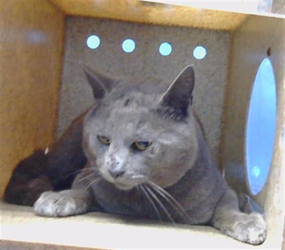 Enlarge WRIGLEY, a Adoptable Domestic Short Hair in Gardena, CA image 1/1