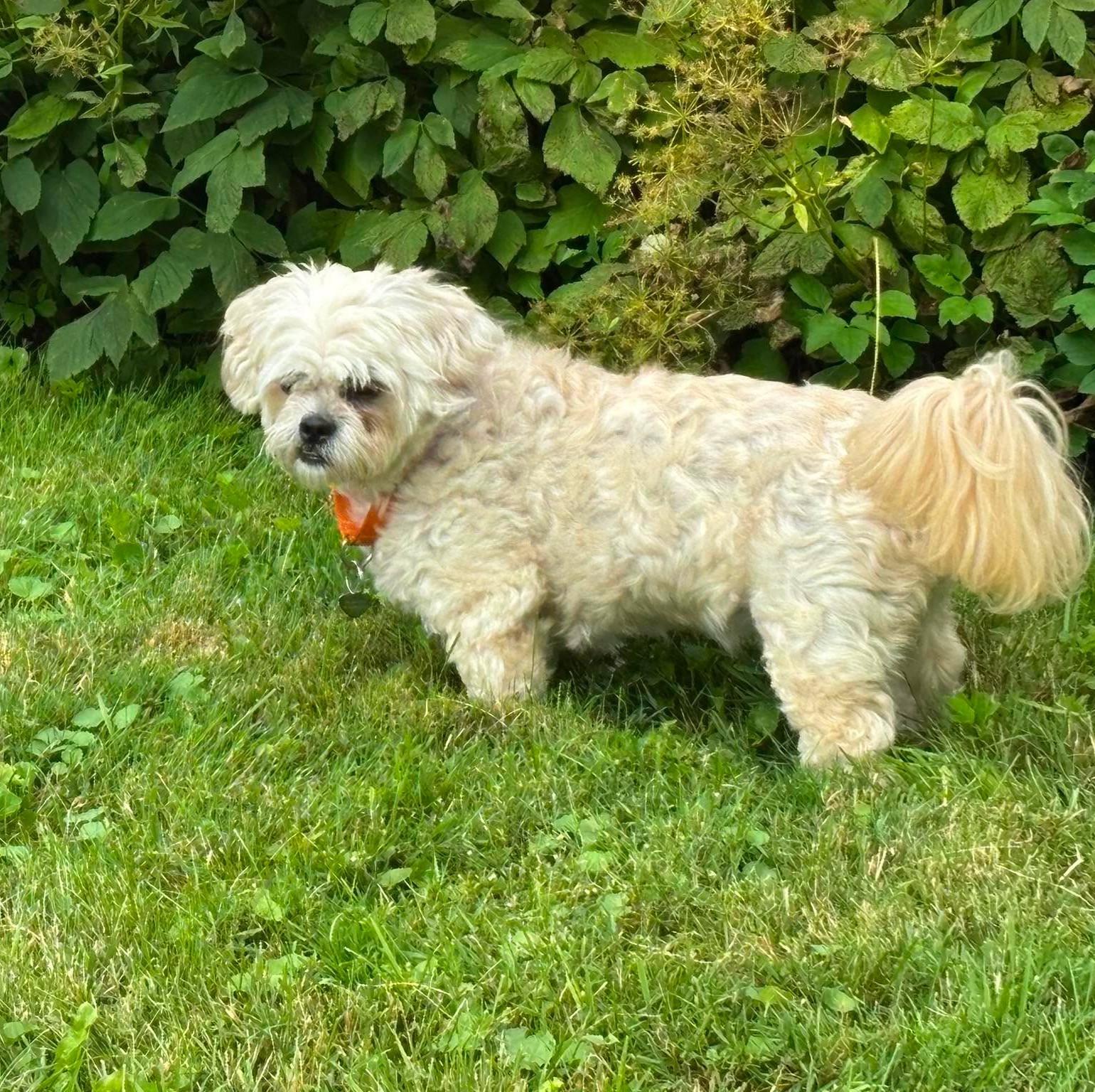 Luna Maltese, an adopted mixed breed in Rochester, NY image 2/5