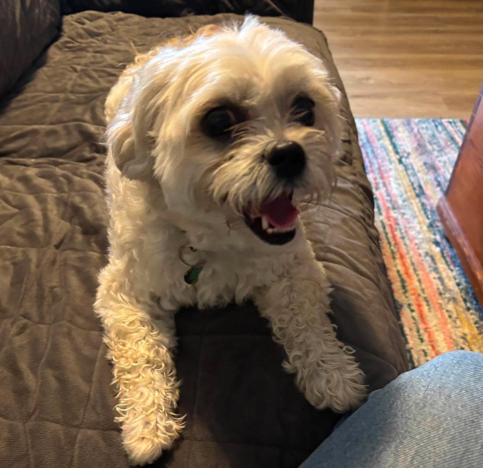Luna Maltese, adopted, Adult Female Maltese.