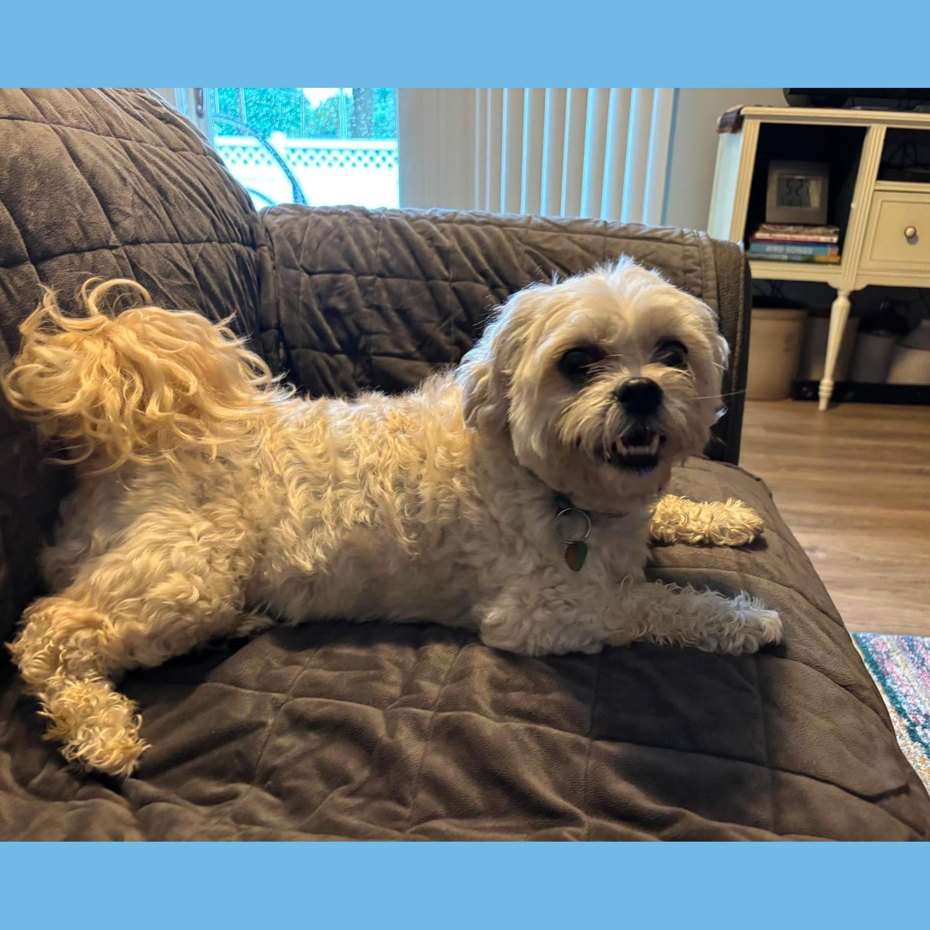 Luna Maltese, an adopted mixed breed in Rochester, NY image 4/5