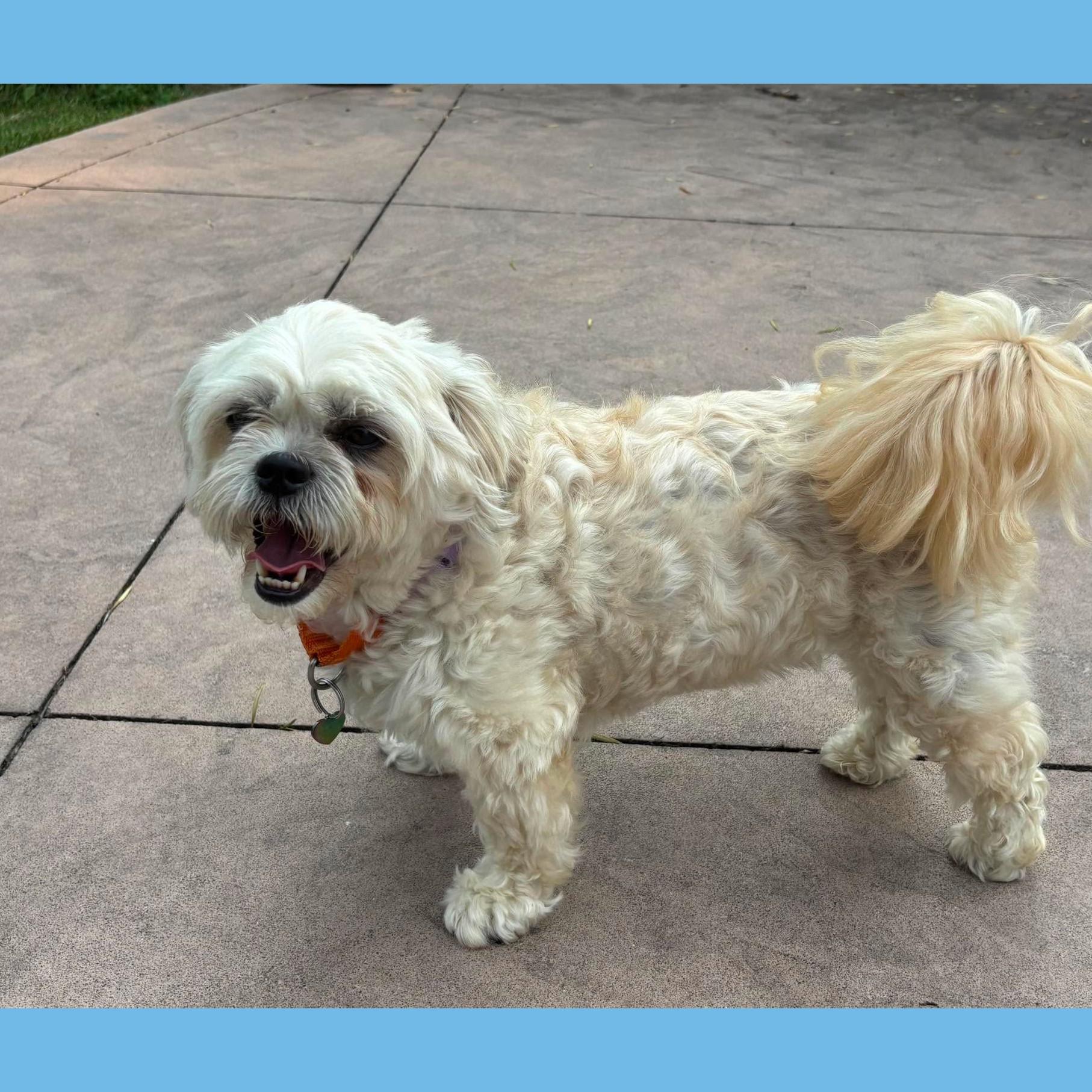 Luna Maltese, an adopted mixed breed in Rochester, NY image 5/5