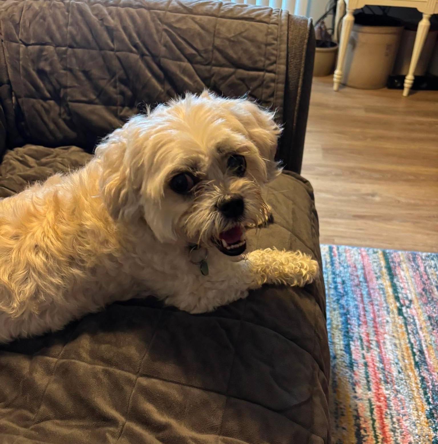Luna Maltese, an adopted mixed breed in Rochester, NY image 3/5