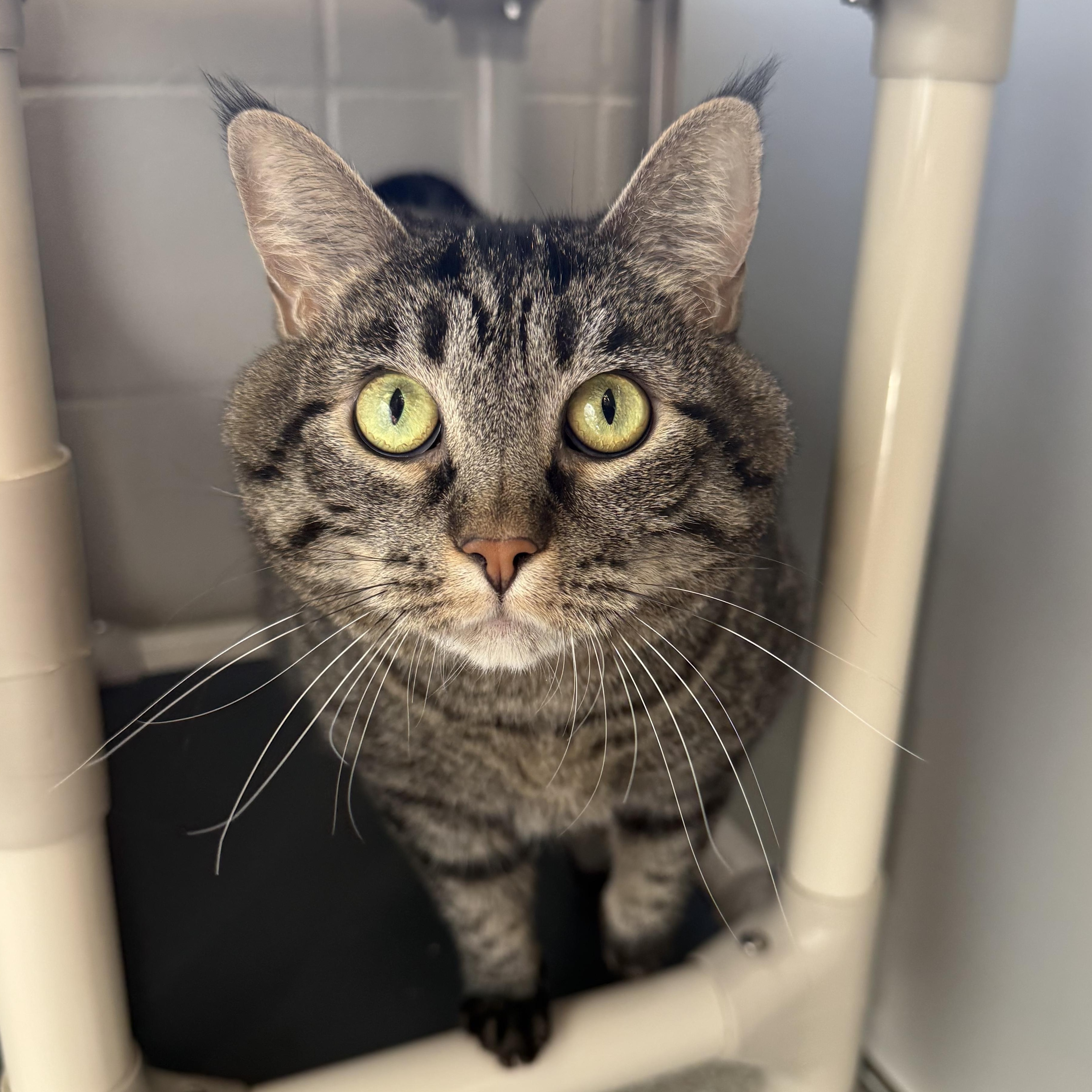 Ruby, ADOPTABLE, Adult Female Domestic Short Hair.