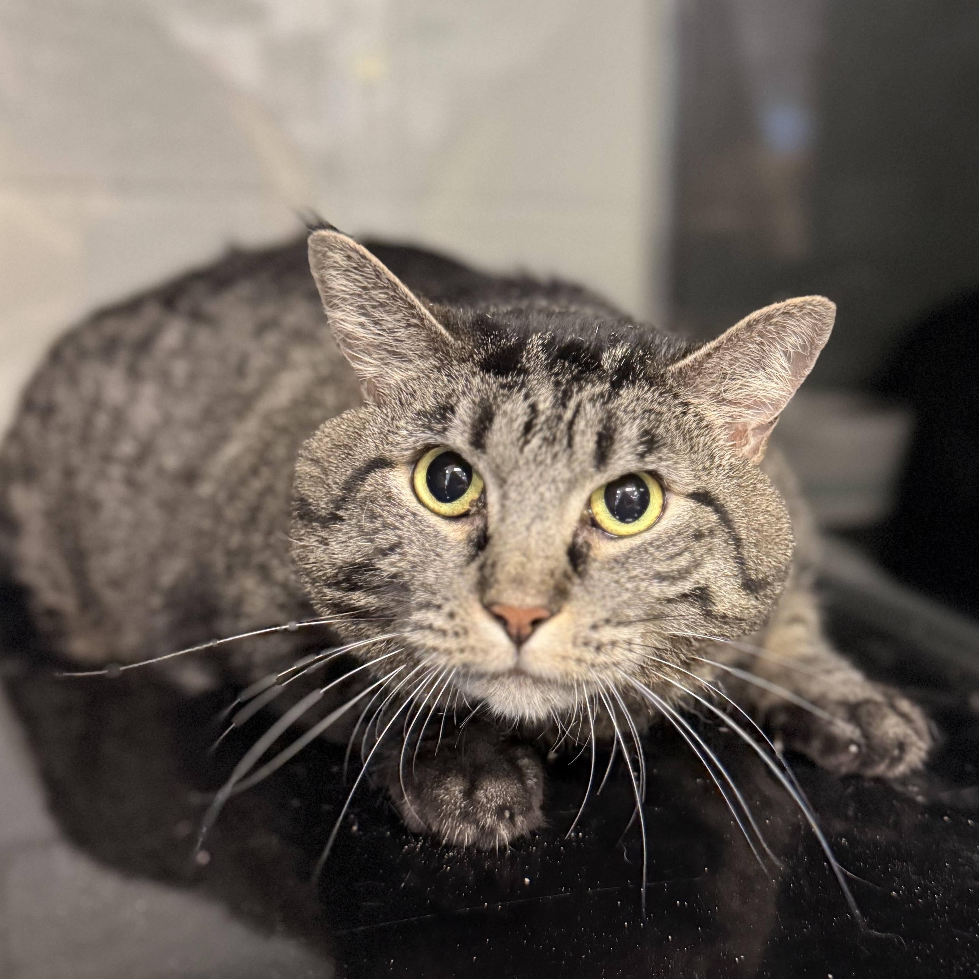 Ruby, a ADOPTABLE Domestic Short Hair in Kearney, NE image 2/2