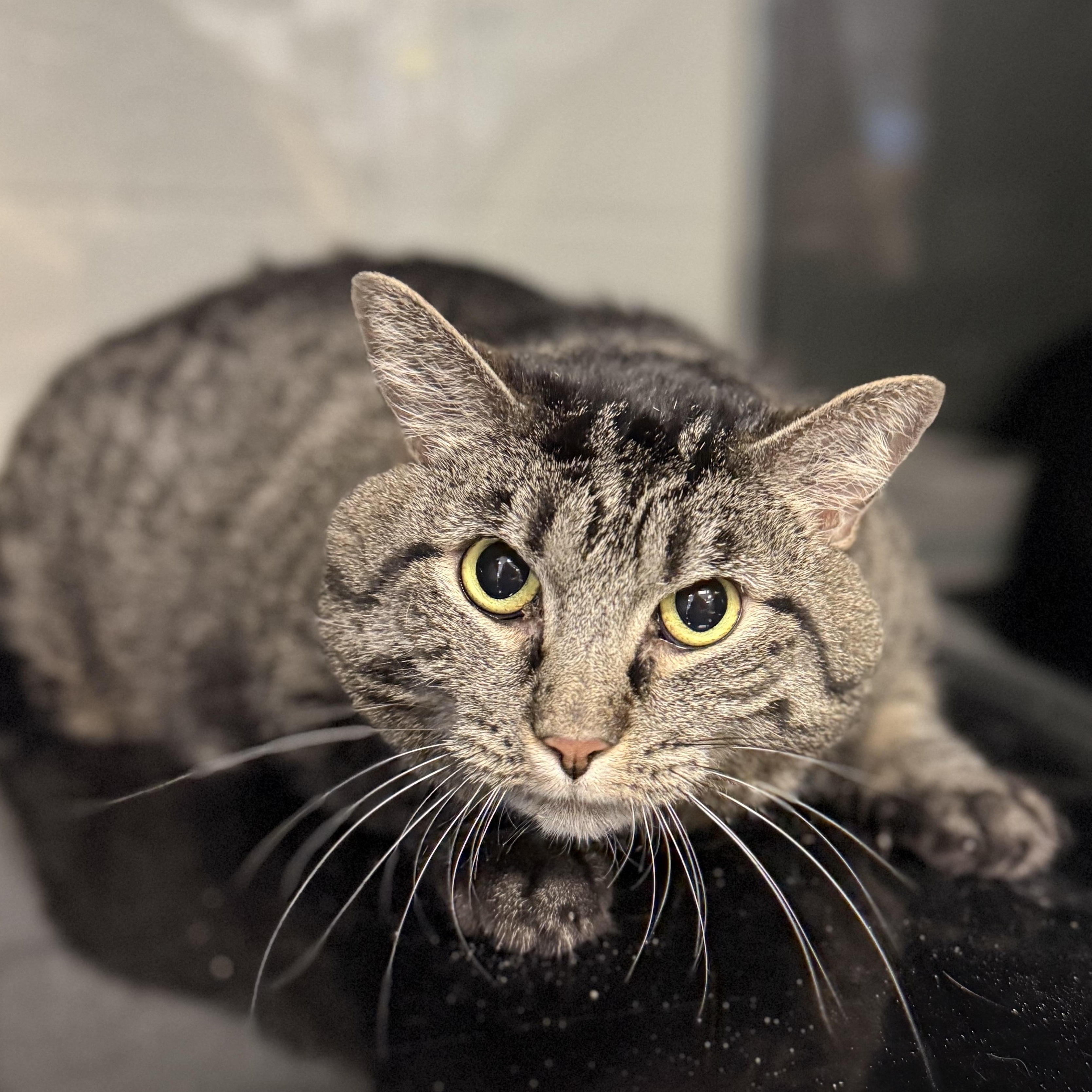 Ruby, ADOPTABLE, Adult Female Domestic Short Hair.