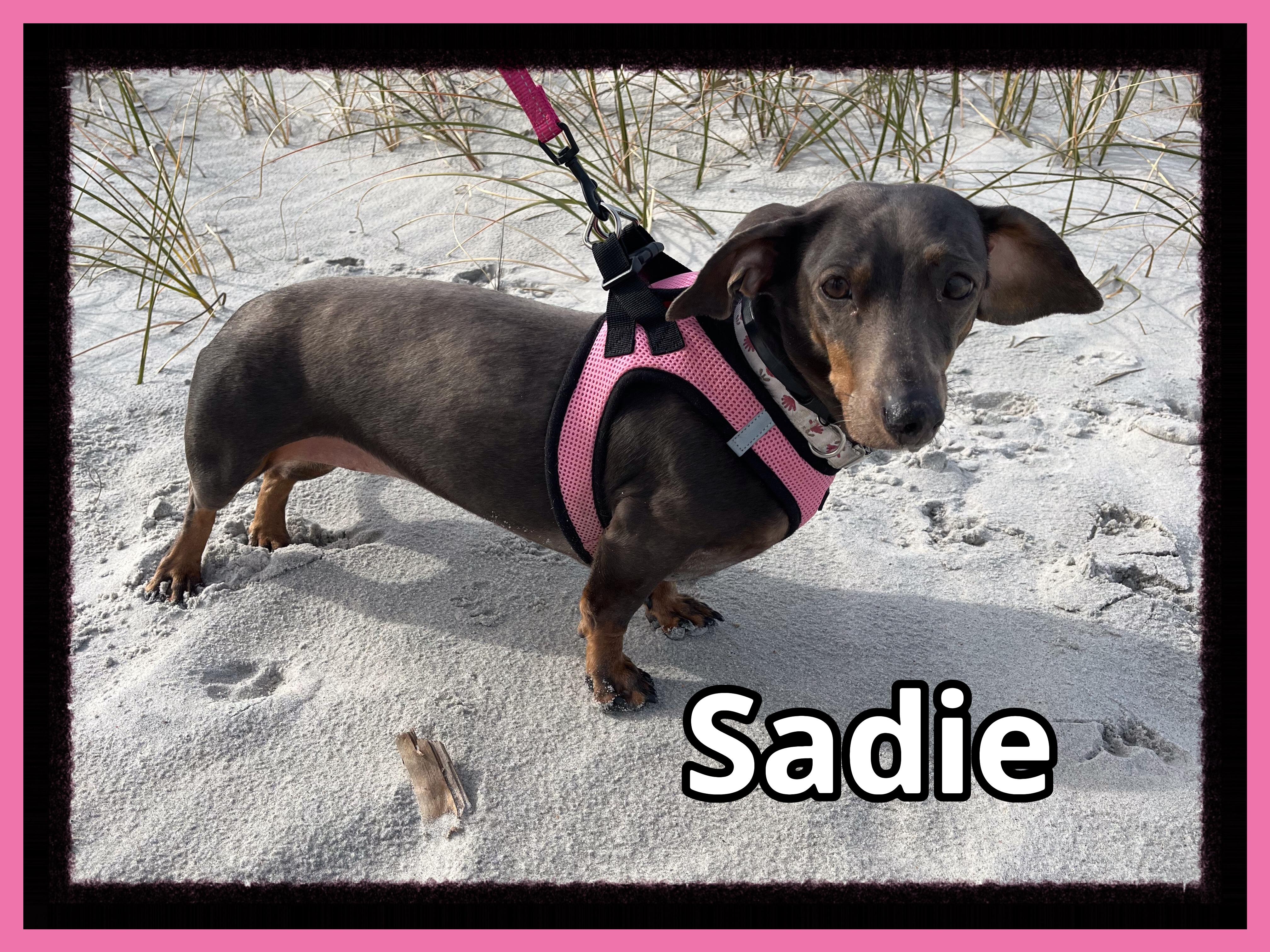 Sadie, a Adopted Dachshund in Green Cove Springs, FL image 1/6