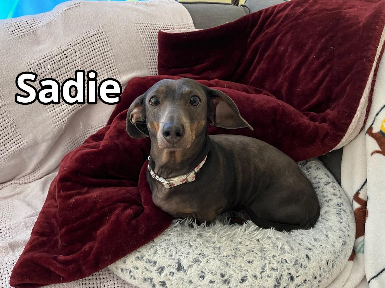 Sadie, a Adopted Dachshund in Green Cove Springs, FL image 3/6