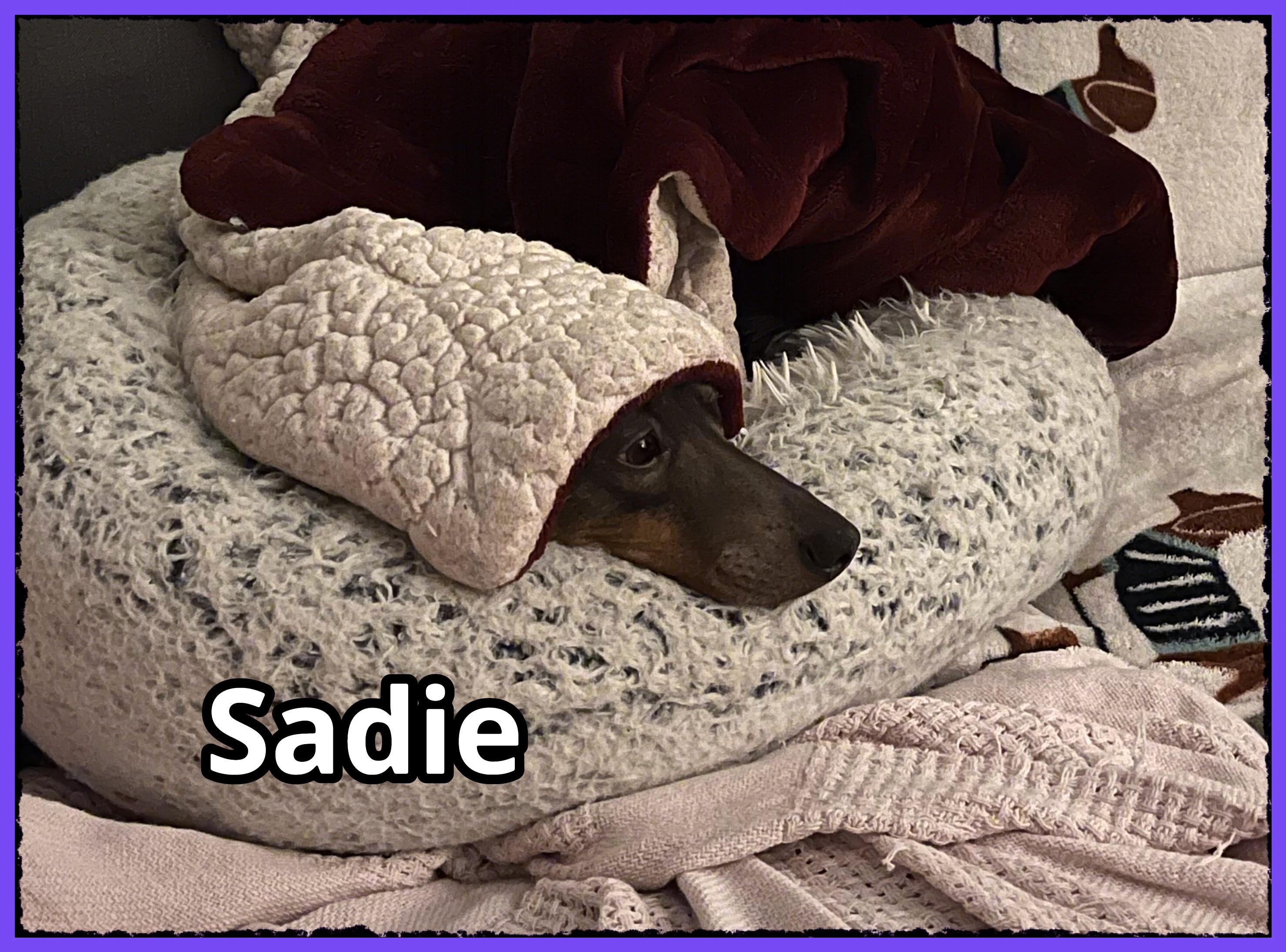 Sadie, a Adopted Dachshund in Green Cove Springs, FL image 4/6