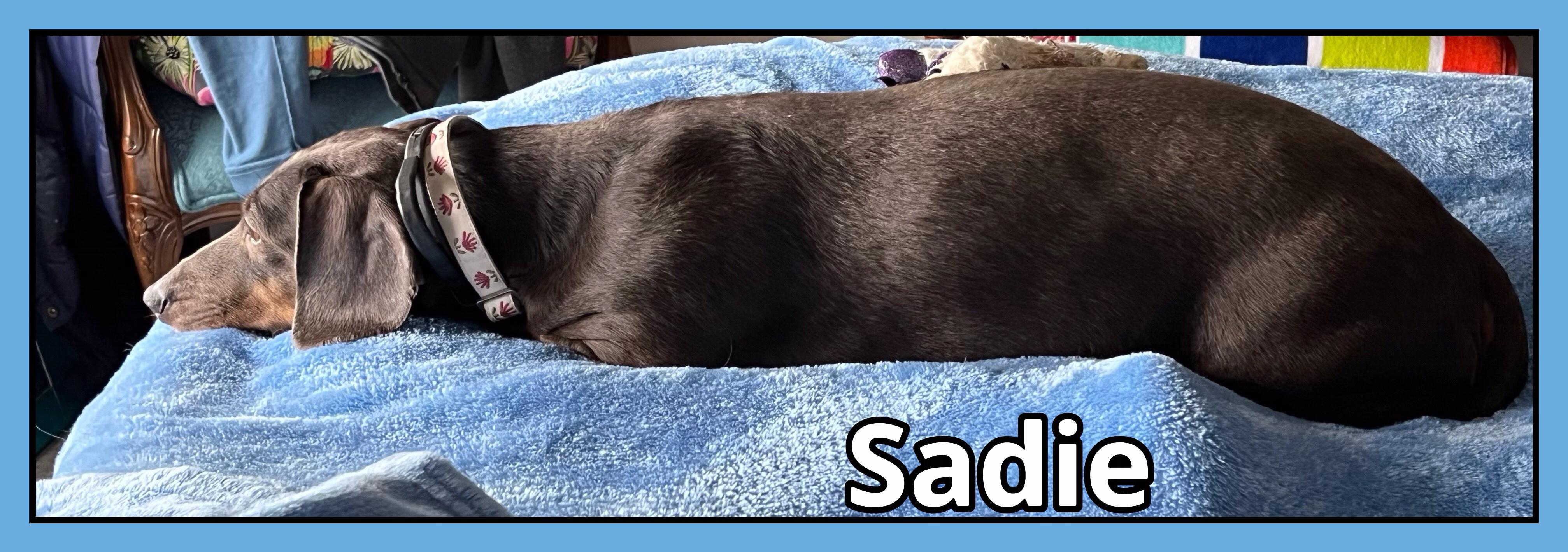 Sadie, a Adopted Dachshund in Green Cove Springs, FL image 6/6