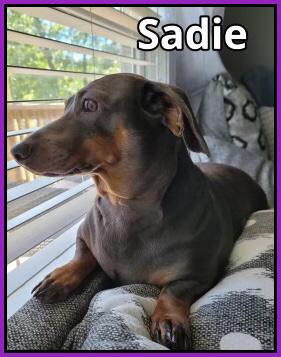 Sadie, a Adopted Dachshund in Green Cove Springs, FL image 5/6