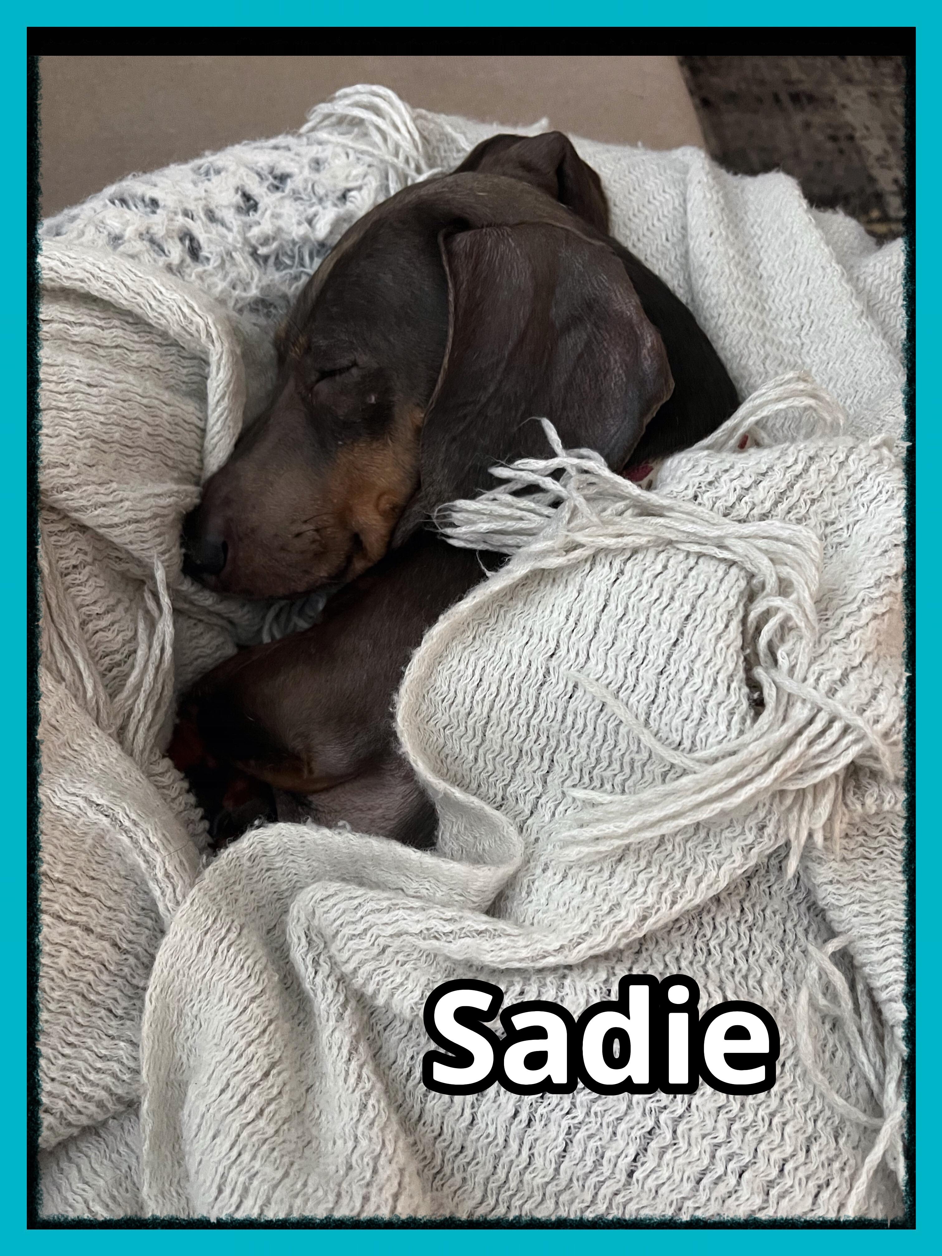 Sadie, Adopted, Adult Female Dachshund.