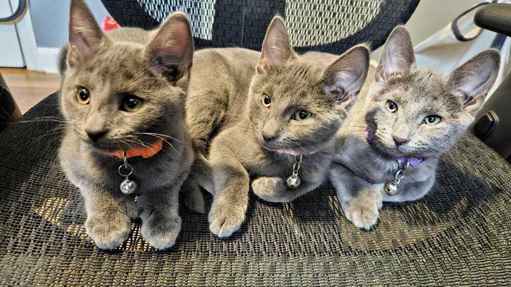 Misc. Kitten Application, Adoptable, Kitten Male Domestic Short Hair.