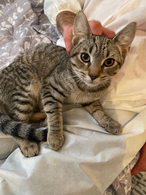 Misc. Kitten Application, a Adoptable Domestic Short Hair in North Brunswick, NJ image 2/6