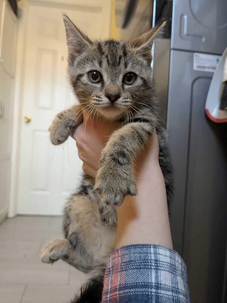 Misc. Kitten Application, a Adoptable Domestic Short Hair in North Brunswick, NJ image 4/6