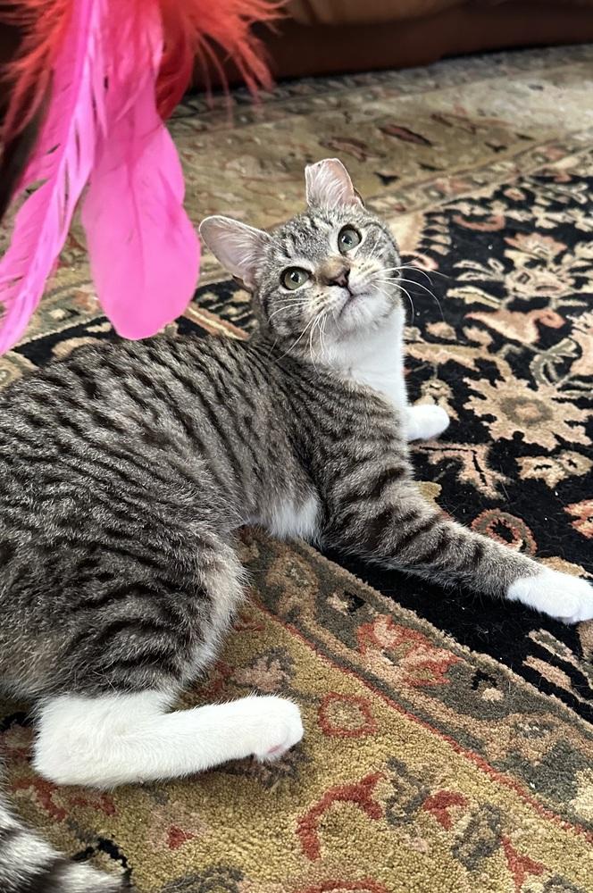 Misc. Kitten Application, a Adoptable Domestic Short Hair in North Brunswick, NJ image 5/6