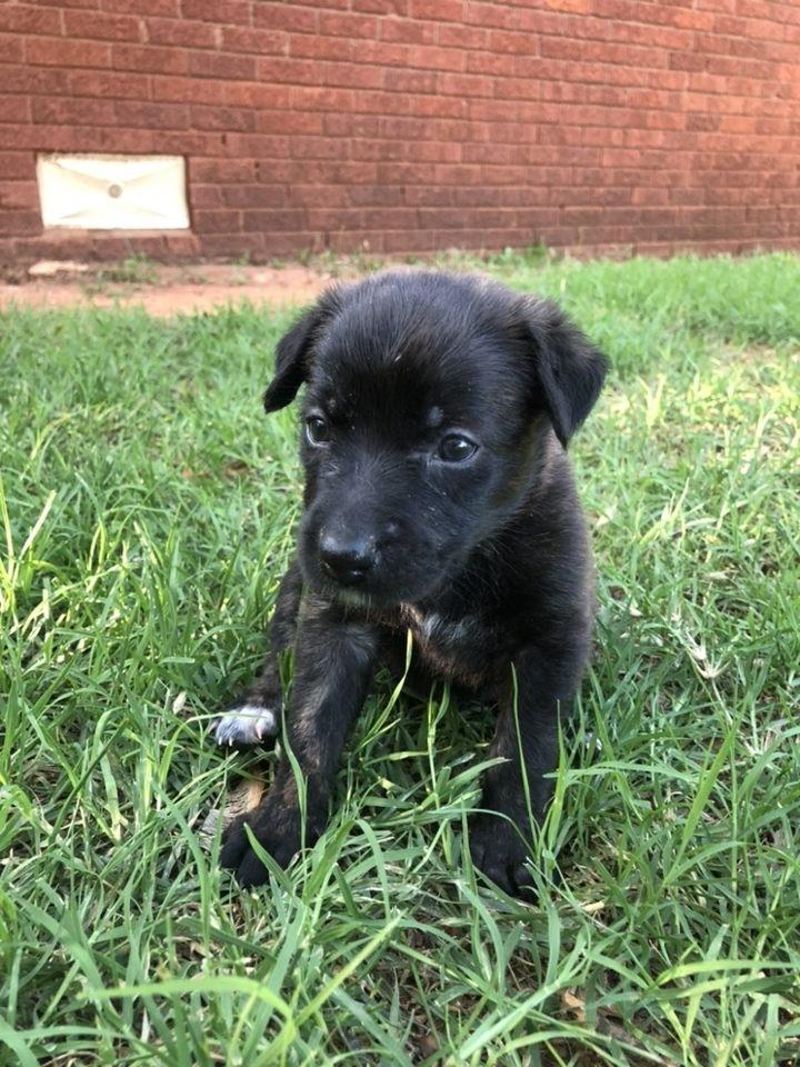 Willow, a Adoptable mixed breed in Oklahoma City, OK image 3/3