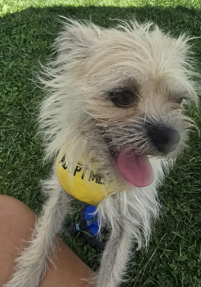 Scruffy, Adoptable, Adult Female Brussels Griffon & Terrier.