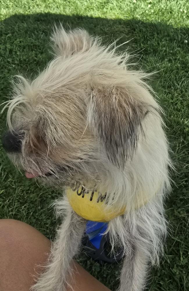 Enlarge Scruffy, a Adoptable mixed breed in Albuquerque, NM image 4/6