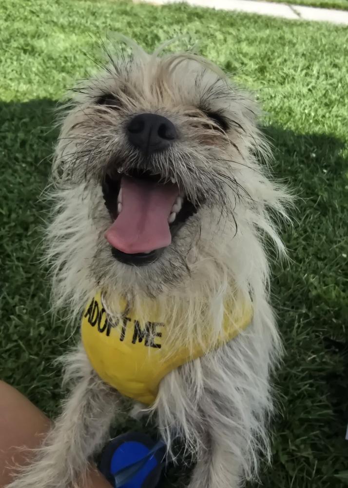 Enlarge Scruffy, a Adoptable mixed breed in Albuquerque, NM image 5/6