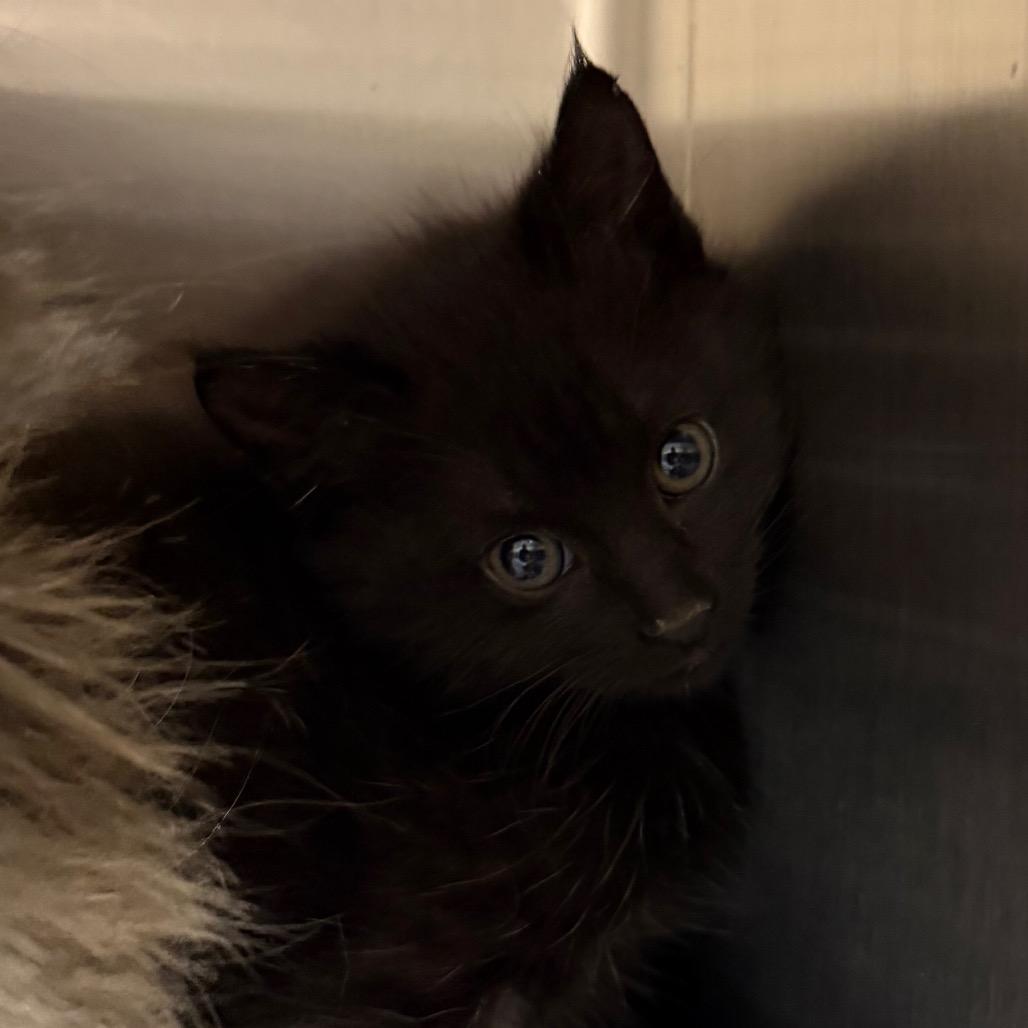 Meng Meng, a Adoptable Domestic Long Hair in Cody, WY image 1/3