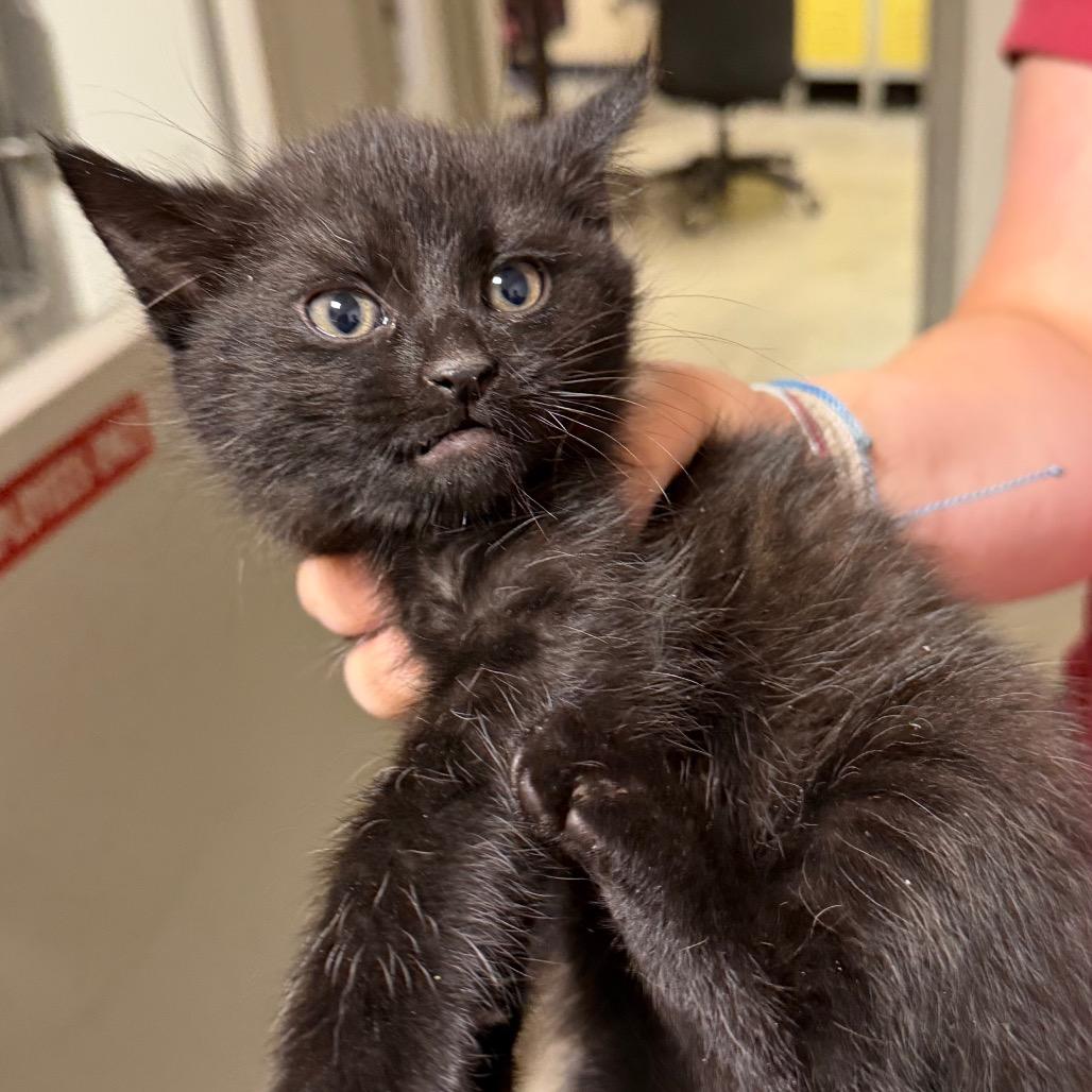 Meng Meng, a Adoptable Domestic Long Hair in Cody, WY image 2/3
