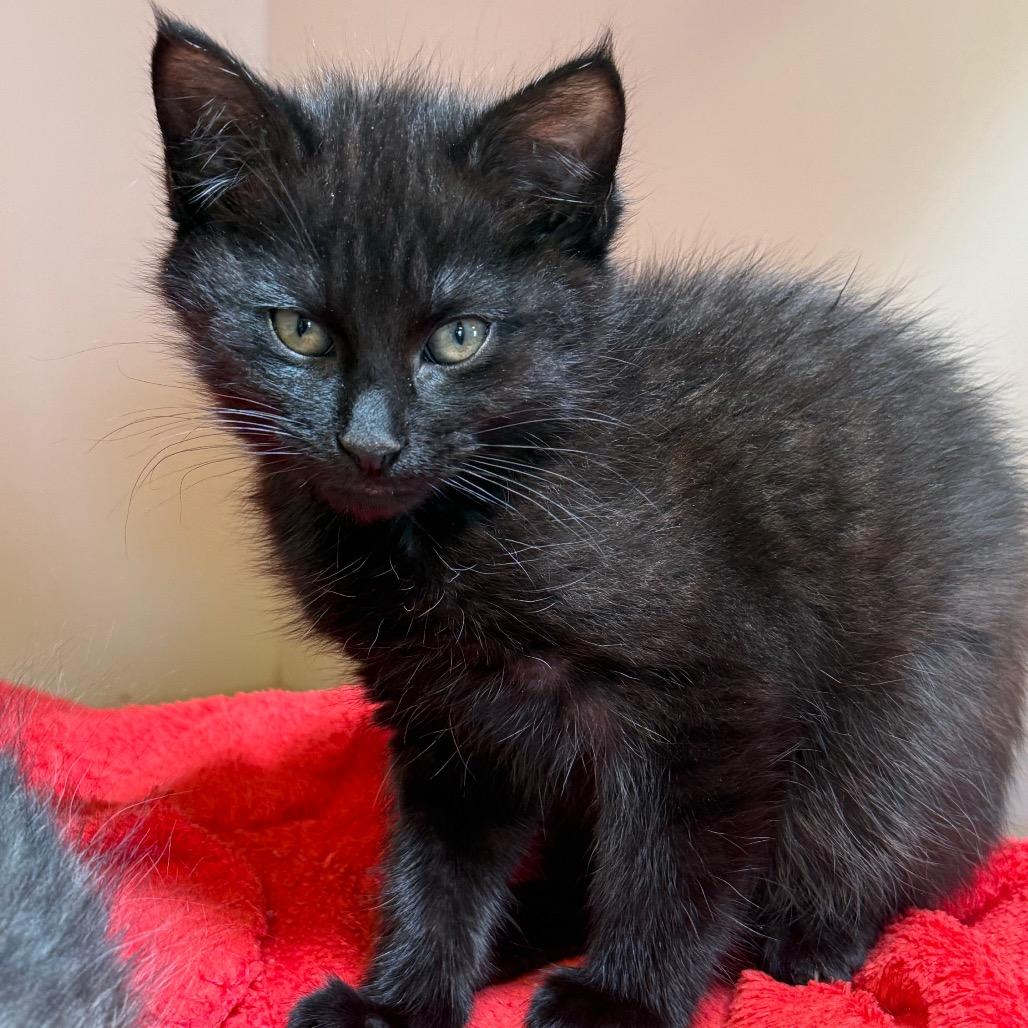 Meng Meng, a Adoptable Domestic Long Hair in Cody, WY image 3/3