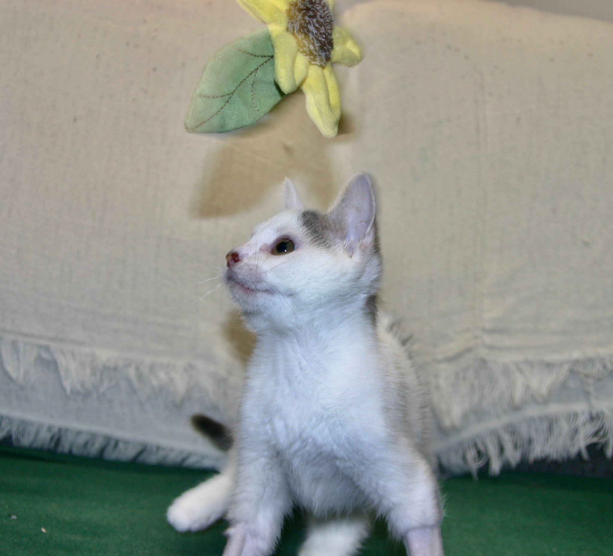 Radish, a ADOPTABLE mixed breed in Tallahassee, FL image 6/6