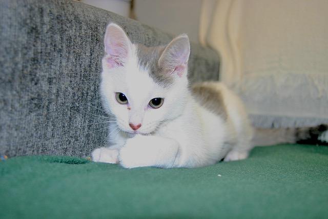 Radish, a ADOPTABLE mixed breed in Tallahassee, FL image 2/6