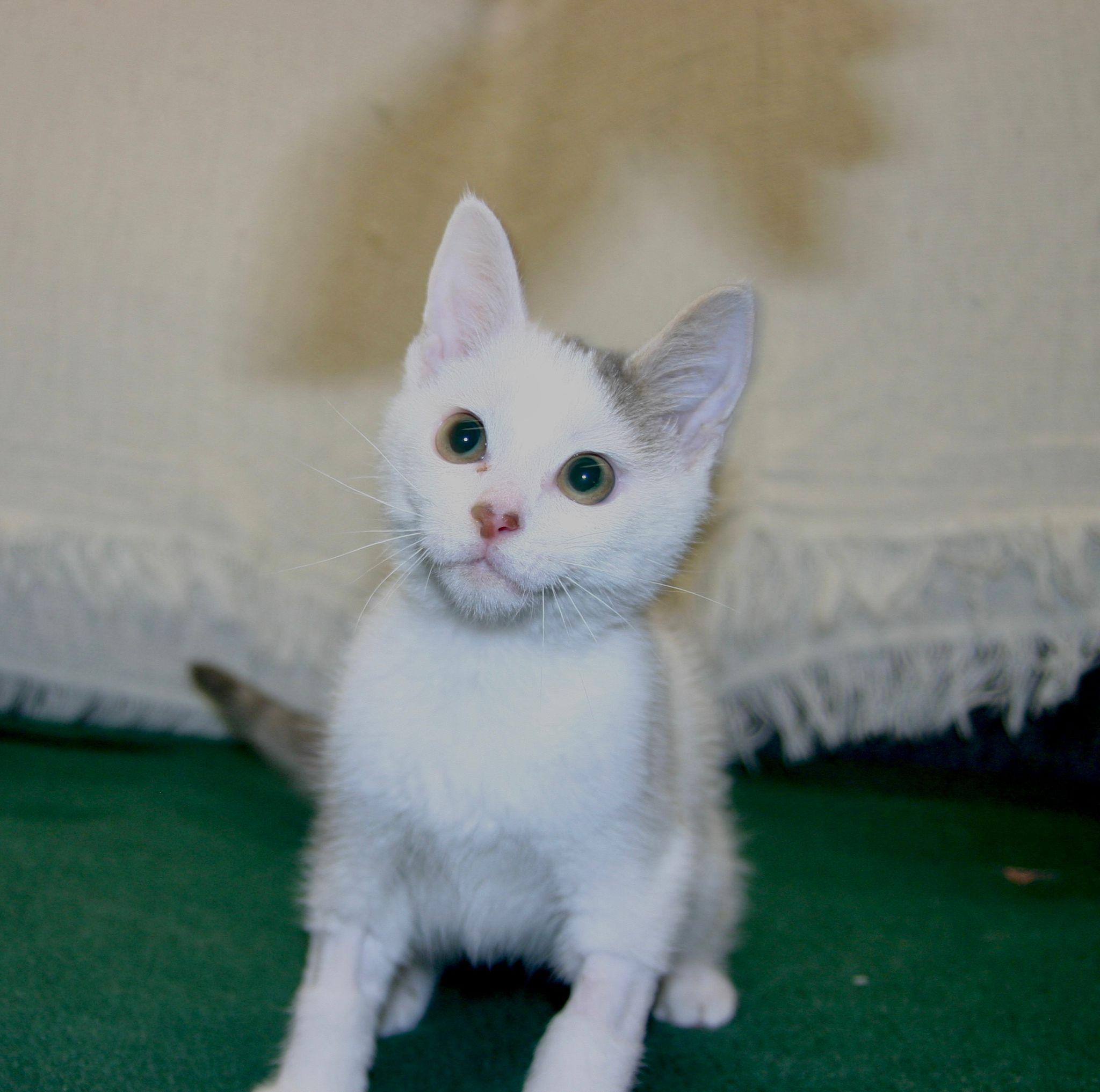 Radish, a ADOPTABLE mixed breed in Tallahassee, FL image 4/6