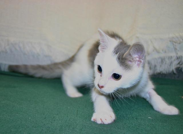 Radish, ADOPTABLE, Young Male Domestic Medium Hair.