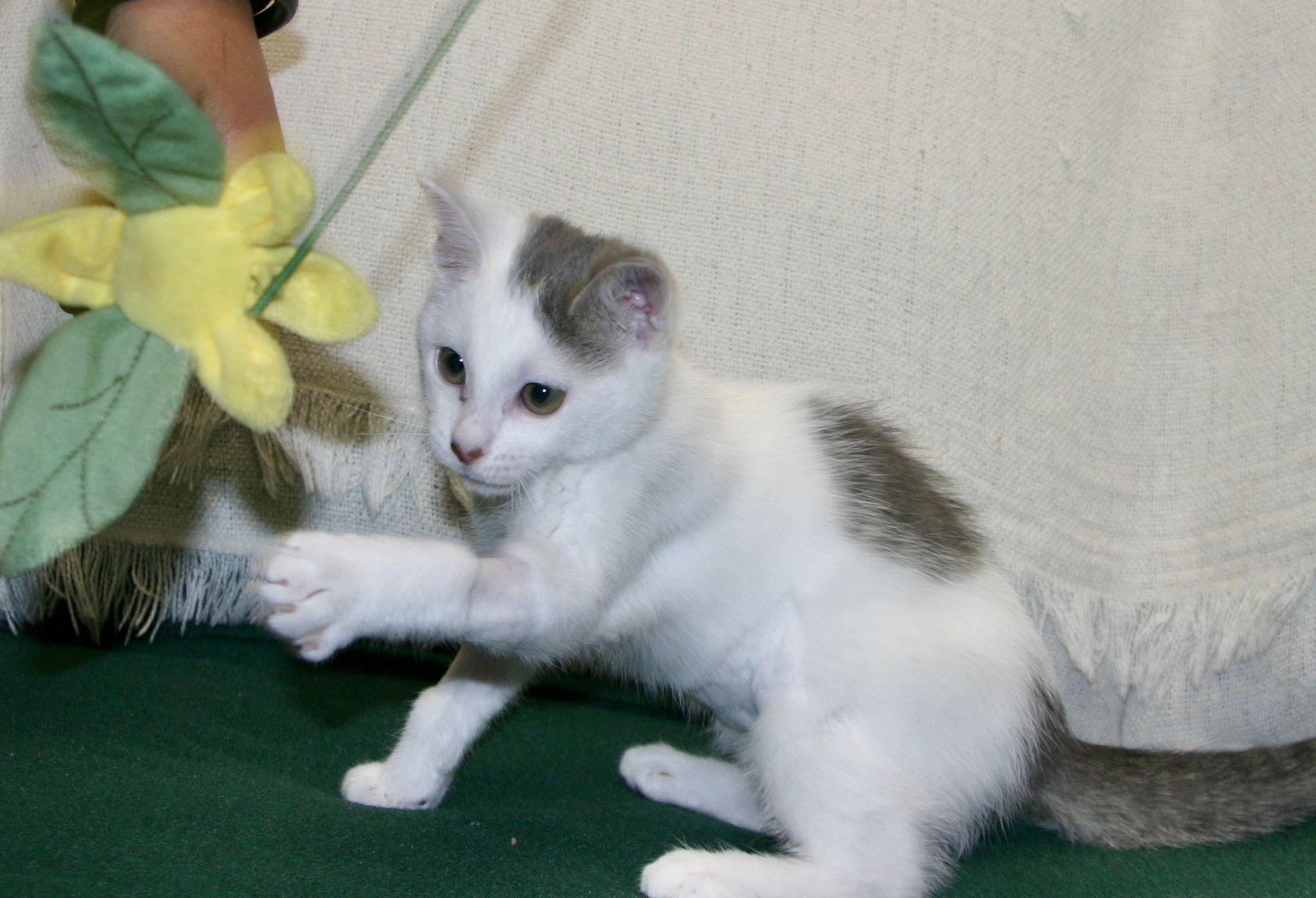 Radish, a ADOPTABLE mixed breed in Tallahassee, FL image 5/6