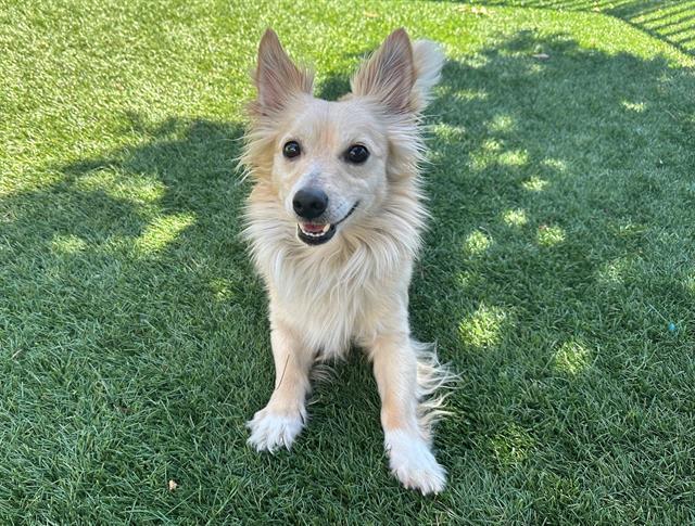 WILLIAM, Adoptable, Adult Male Chihuahua & Papillon.