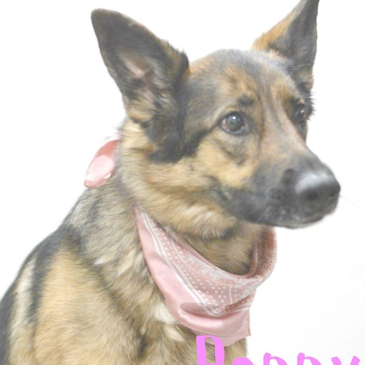 Enlarge Poppy, a Adoptable German Shepherd Dog in Lake Havasu City, AZ image 1/1