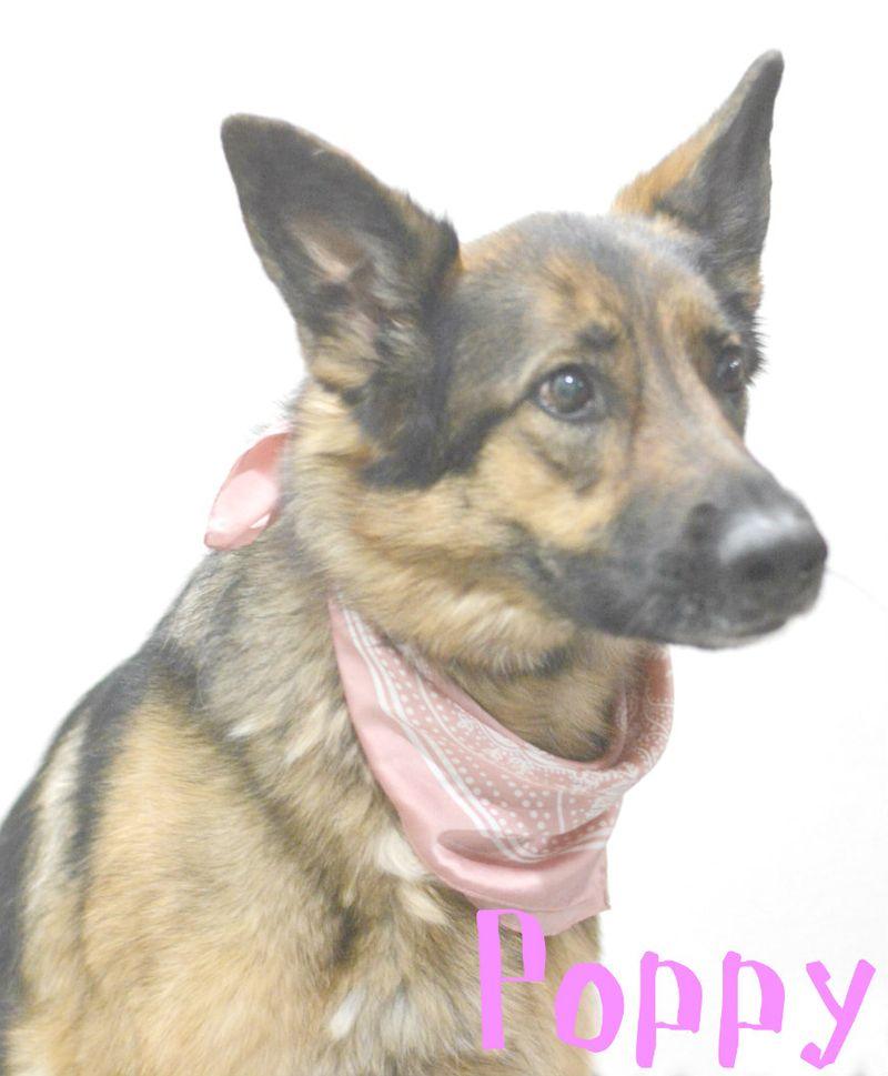 Enlarge Poppy, a Adoptable German Shepherd Dog in Lake Havasu City, AZ image 1/1