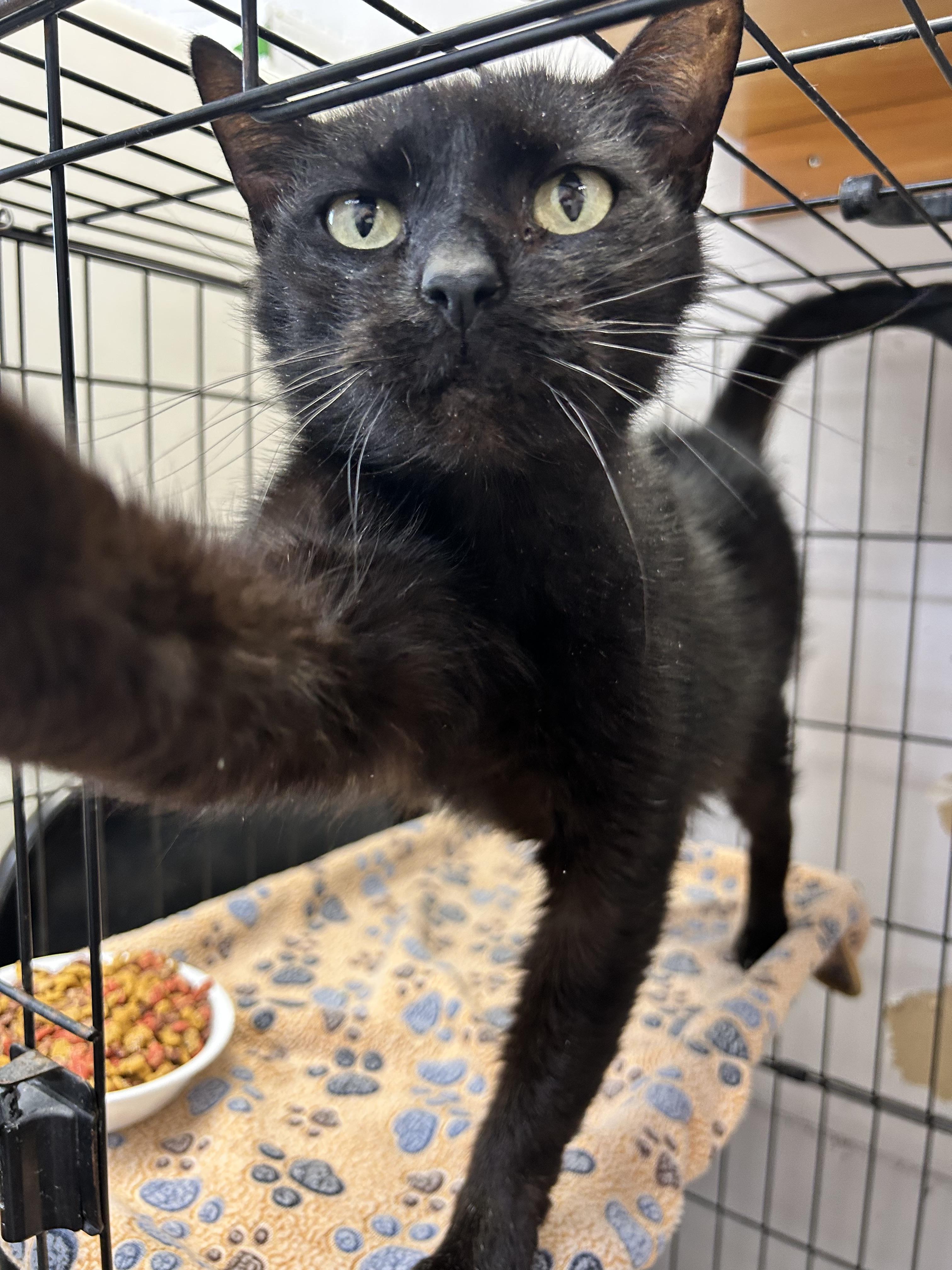 Peak a boo, a ADOPTABLE Domestic Short Hair in Howes Cave, NY image 3/3