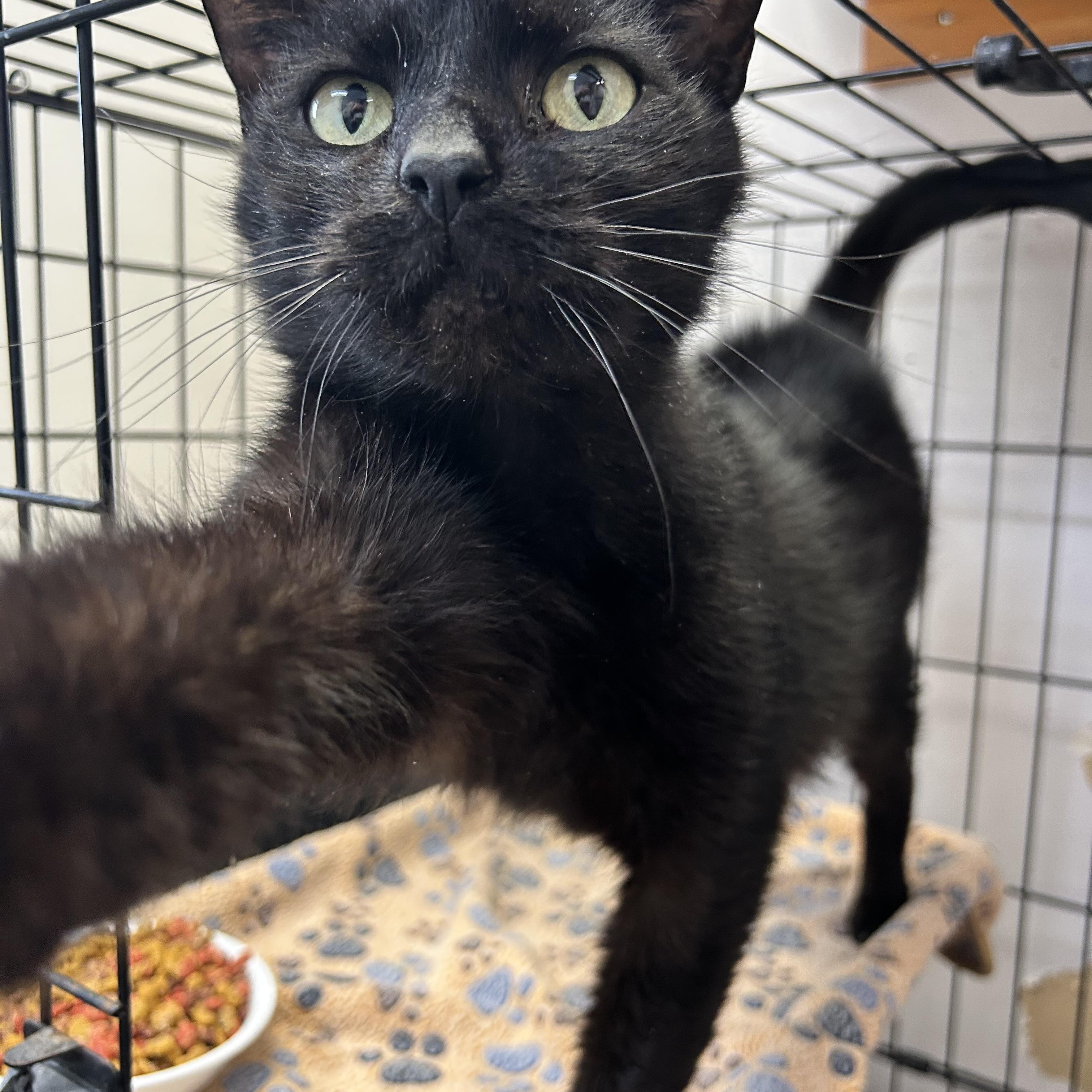 Peak a boo, a ADOPTABLE Domestic Short Hair in Howes Cave, NY image 1/3