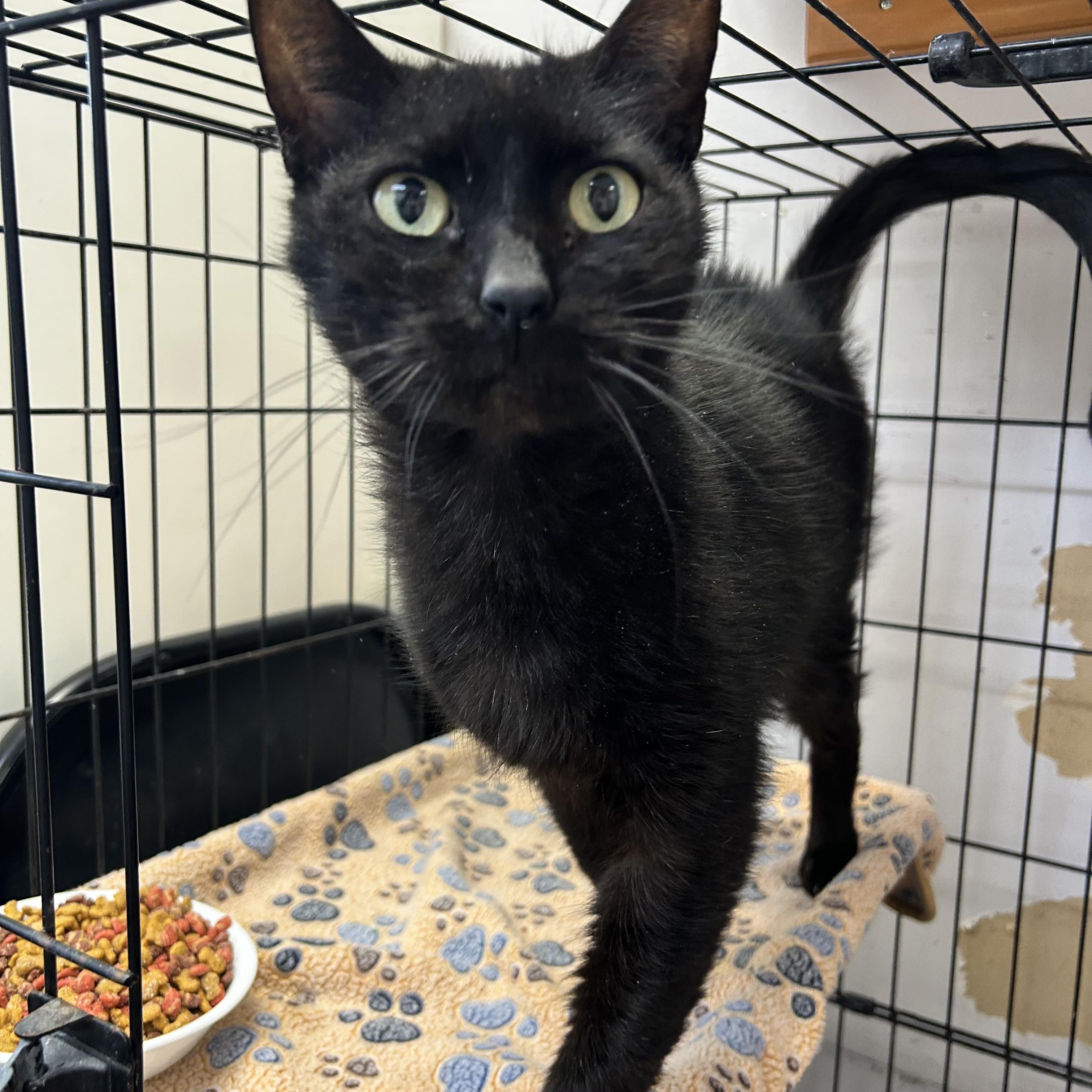 Peak a boo, a ADOPTABLE Domestic Short Hair in Howes Cave, NY image 2/3