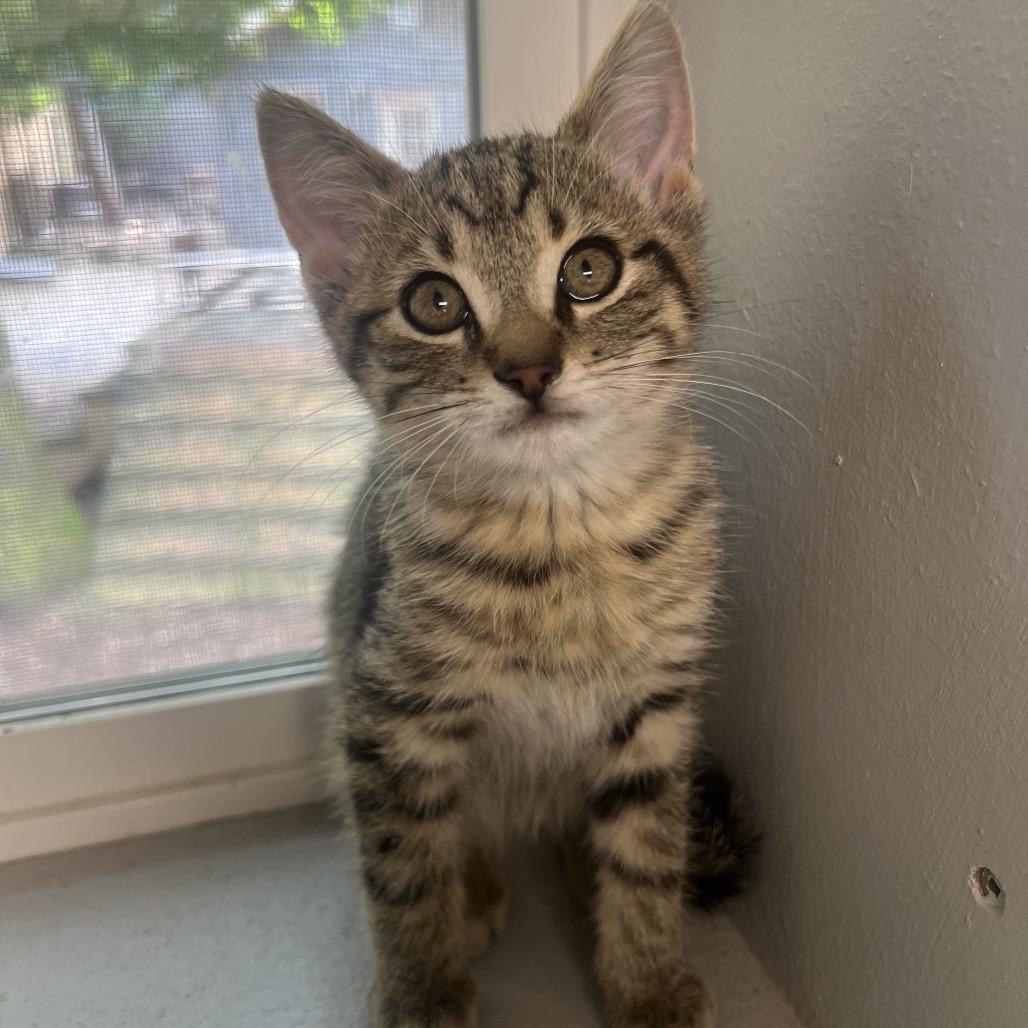 Tanjiro, Adoptable, Kitten Male Domestic Short Hair.