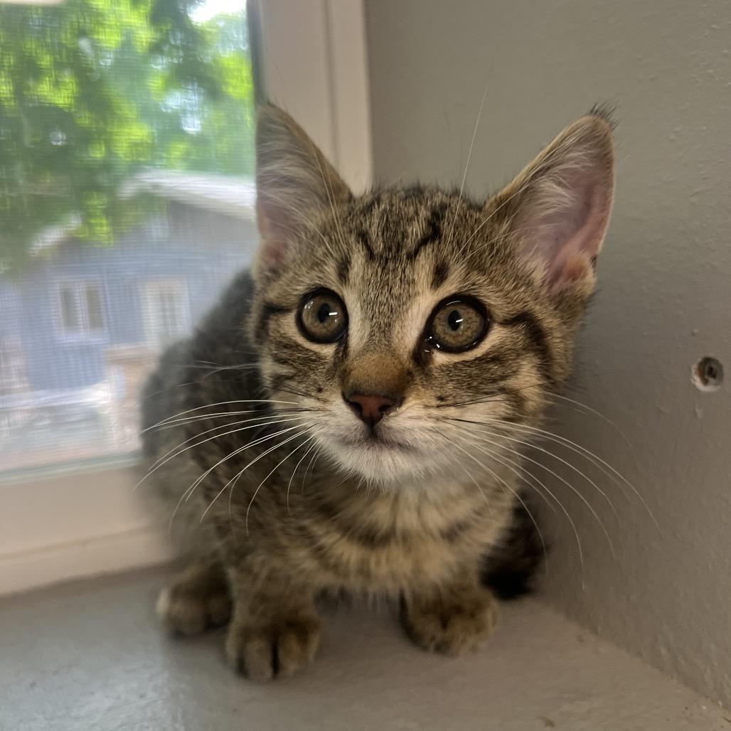 Enlarge Tanjiro, a Adoptable Domestic Short Hair in Puslinch, ON image 2/4